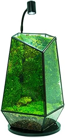 Mini terarij u akvariju crni Reflektor za Sobne biljke, betta ribu, staklenke za boce, zaslone, Sobne biljke, sukulente, zračne biljke