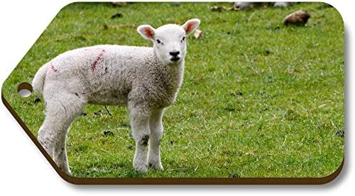 10 poklon oznaka ovce i janjadi veličine 66,34 mm